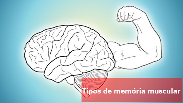 Memória-Muscular-tipos