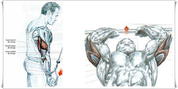 Tríceps-Unilateral-Tríceps-Testa