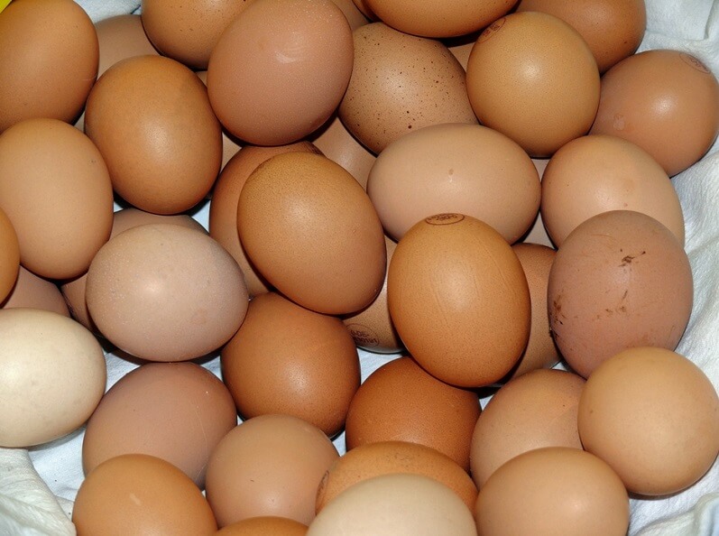 Quantas gramas de proteína tem um ovo e beneficios